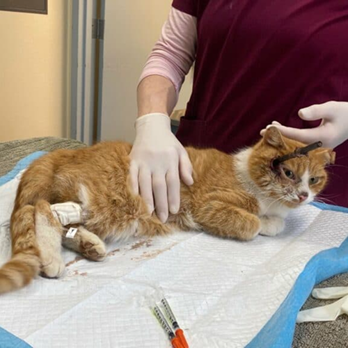 Animal Welfare & Protection Gallery 1