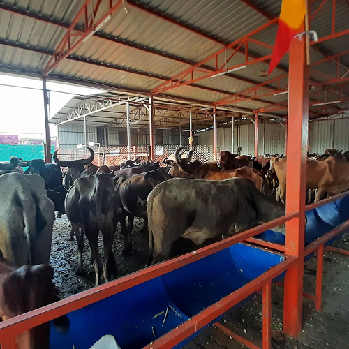 Animal Welfare & Protection Gallery 3